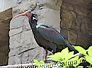 ibis